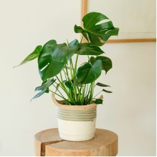 Monstera Deliciosa (With pot cover)