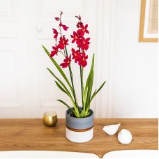 Cambria Nelly Isler (With pot cover)