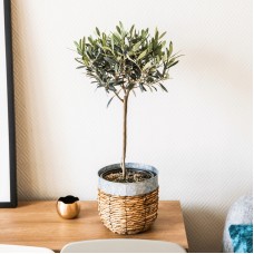 Olive Tree Stem 70 Cm (Without pot cover)
