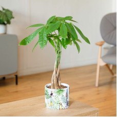Pachira (With pot cover)