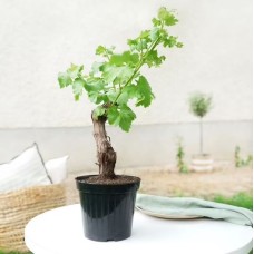 Vine