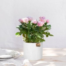 pink rose bush (Without pot cover)