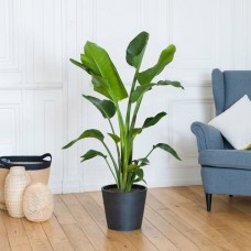 Strelitzia Nicolai (With pot cover)