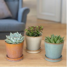 Succulent Trio (With pot cover)