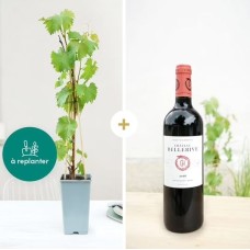 Vine stock and its Bordeaux Château Bellerive 2018