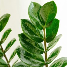 Zamioculcas (With pot cover)