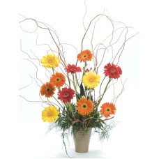 The Gerberas Birthday Blast (Small)