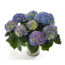 Easter Hydrangea (As Shown)