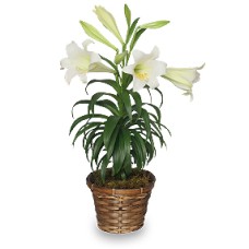 Easter Lily (As Shown)