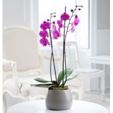 Orchid Plant - Purple