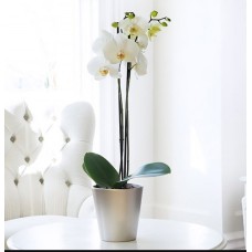 Orchid Plant - White