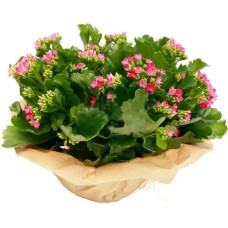 Kalanchoe Plant - Send Plant Gifts To Romania
