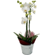 White Phalaenopsis Plants To Romania