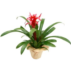Bromelia Plant - Deliver Plants To Romania