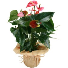 Lavish Anthurium Plant - Gifts To Romania