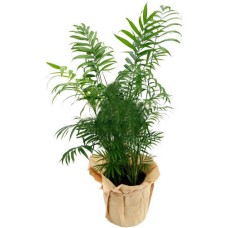 Areca Plant - Order Plants To Romania
