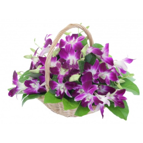 Orchid Basket Delivery In Romania (Standard)