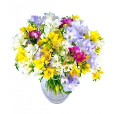 Multicolor Freesias - Florist In Romania (Standard)