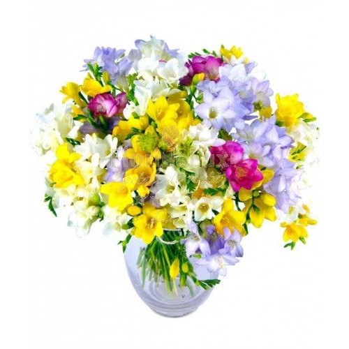 Multicolor Freesias - Florist In Romania (Standard)