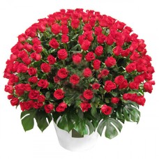 Huge Red Rose Bouquet - In Love Forever - Romania (Standard)