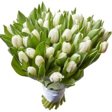 51 White Tulips (Regular)