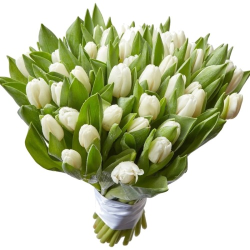 51 White Tulips (Regular)