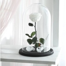 Eternal White Rose (Regular)