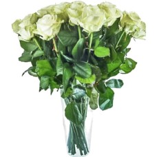 11 White Roses
