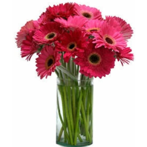 25 Gerbera Daisies