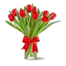 9 Red Tulips (Premium)