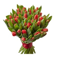 51 Red Tulips (Regular)