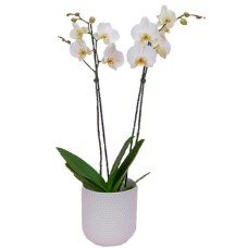 Large Orchid