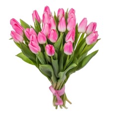 25 Pink Tulips (Regular)