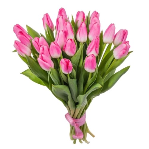 25 Pink Tulips (Regular)