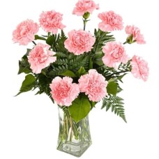 11 Pink Carnations