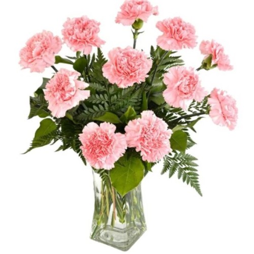11 Pink Carnations