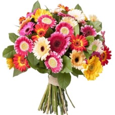 25 Gerbera Rainbow