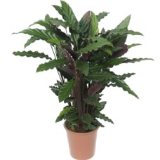 Calathea Plant