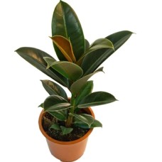 Ficus Plant