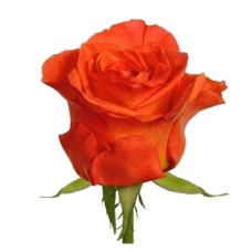 Orange Roses by 5 Stems (Regular)