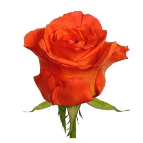 Orange Roses by 5 Stems (Regular)