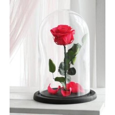 Eternal Red Rose (Regular)