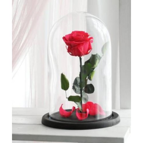 Eternal Red Rose (Regular)