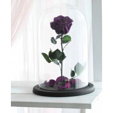Eternal Purple Rose (Regular)