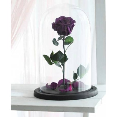 Eternal Purple Rose (Regular)
