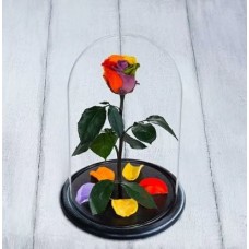 Eternal Rainbow Rose