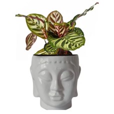 Kalathea in Buddha's head