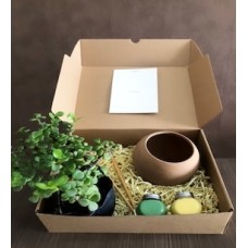 fun plant kit