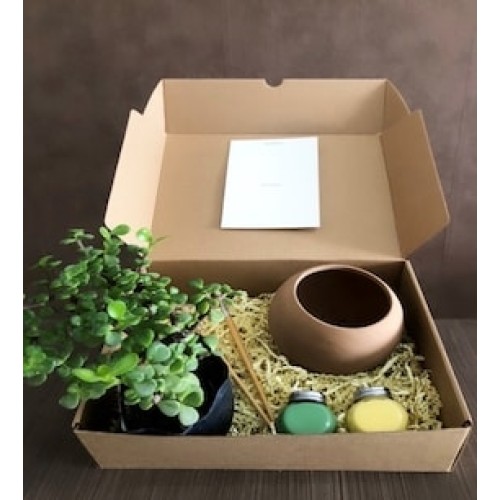 fun plant kit
