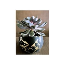 Black Perle Von Succulent